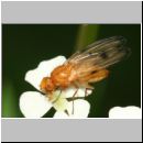 Palloptera quinquemaculata bzw. Toxoneura quinquemaculata - Zitterfliege 01 5mm.jpg